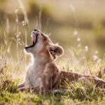 Best Time to Visit Tanzania for Safari and Kilimanjaro Climb 2026–2027