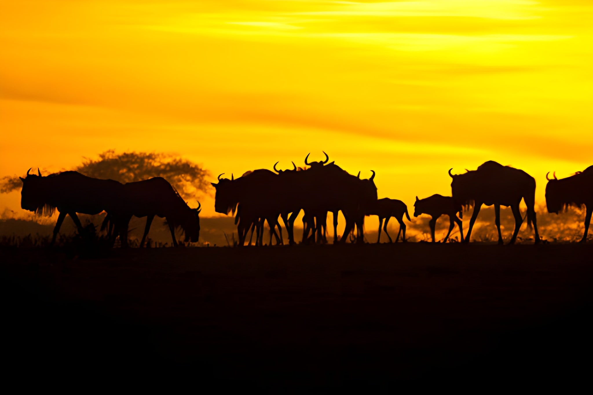 6-Day Great Migration & Calving Safari Tanzania 2026–2027