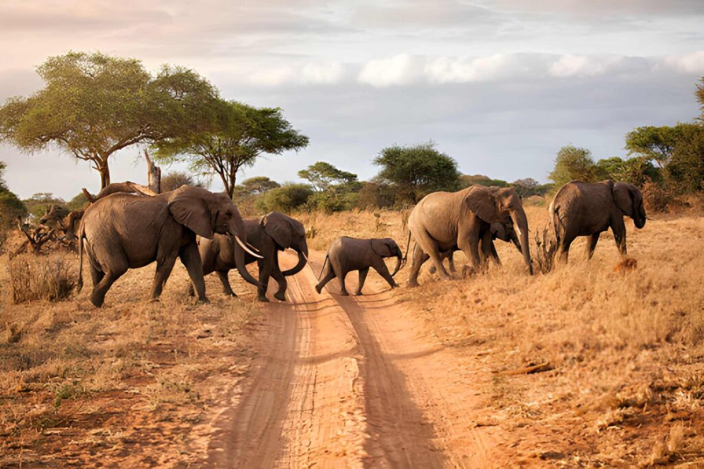 Tanzania wildlife 2026