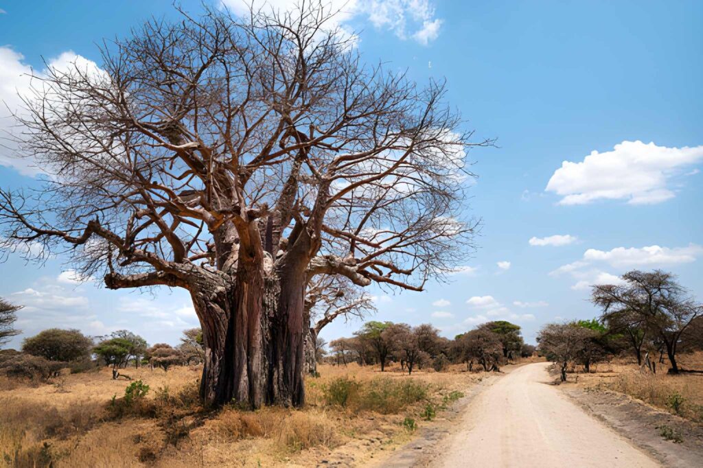 baobab trees Tanzania