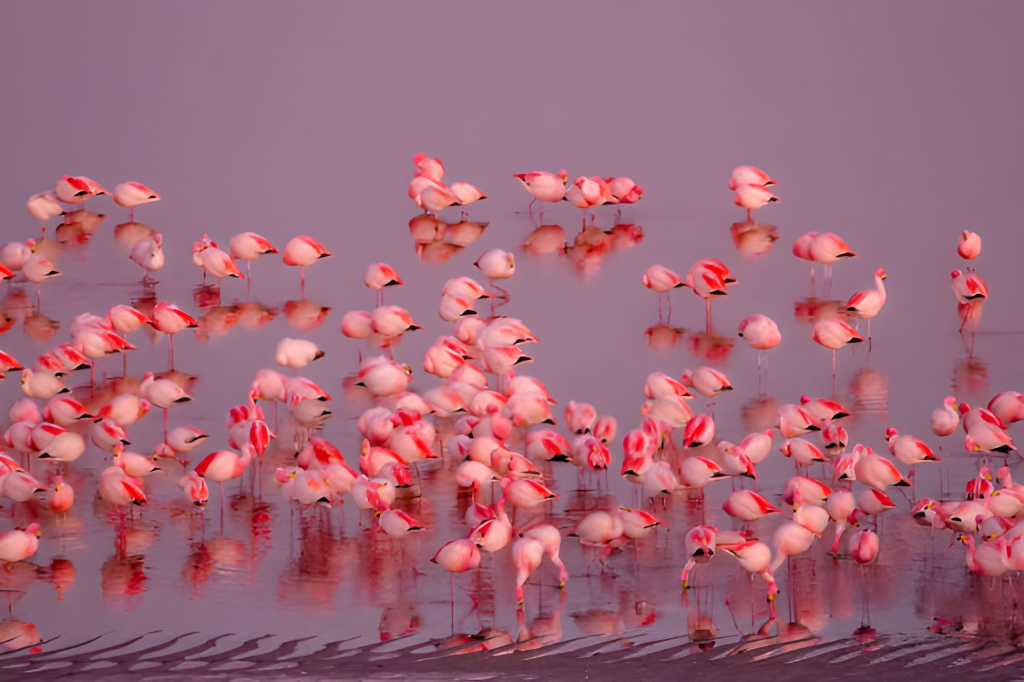 Flamingos in Lake Manyara Devale Adventures