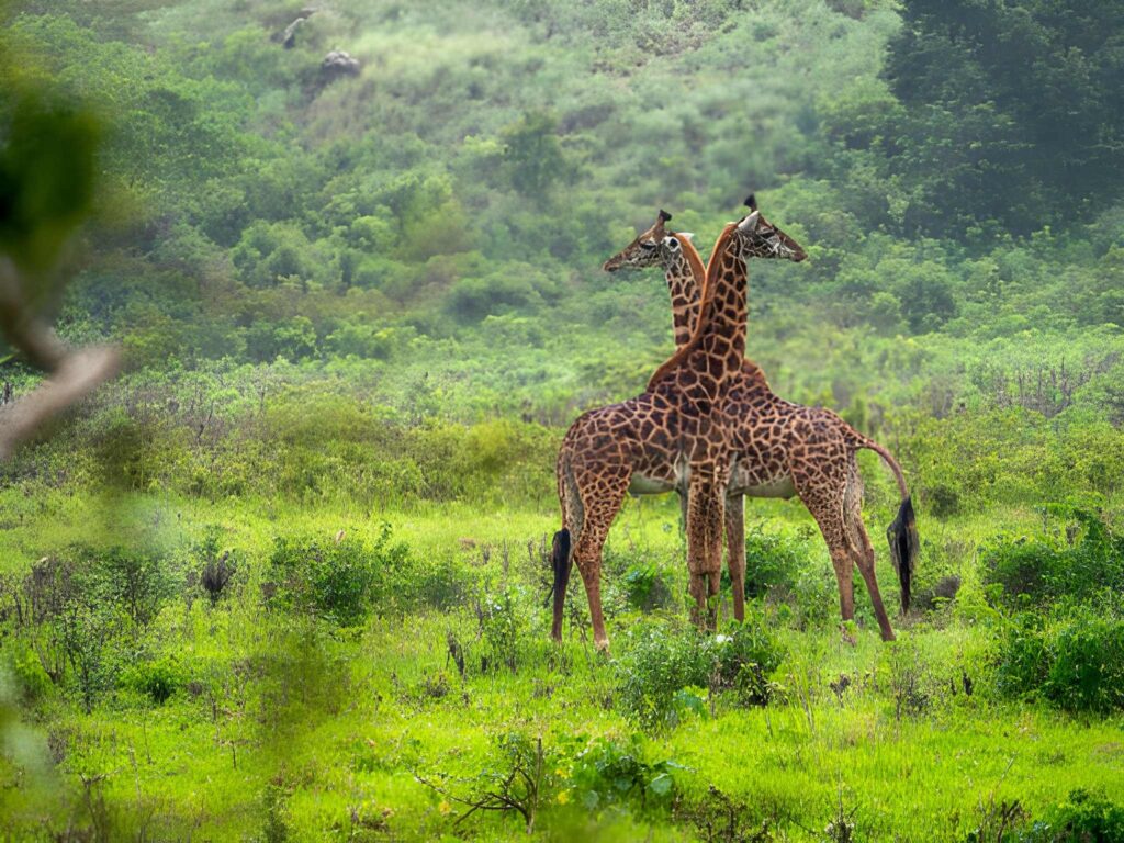 Arusha National Park activities
