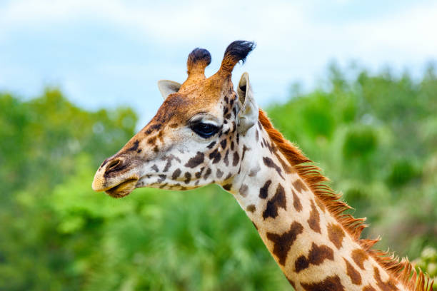 Safety & Comfort First